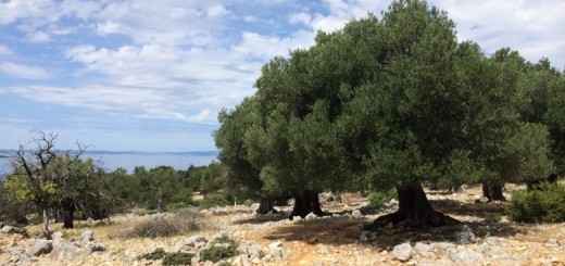 Olivový háj na Pagu